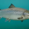 Atlantic salmon Sora ai. Atlandi lõhe