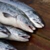 Erinevate lõheliikide fileed puidust lõikelaual: heledaroosa atlandi lõhe, tumedama rasvasisaldusega chinook, sügavpunane sockeye ja heledam coho
