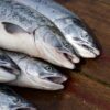 Erinevate lõheliikide fileed puidust lõikelaual: heledaroosa atlandi lõhe, tumedama rasvasisaldusega chinook, sügavpunane sockeye ja heledam coho