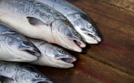 Erinevate lõheliikide fileed puidust lõikelaual: heledaroosa atlandi lõhe, tumedama rasvasisaldusega chinook, sügavpunane sockeye ja heledam coho