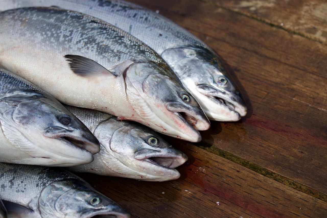 Erinevate lõheliikide fileed puidust lõikelaual: heledaroosa atlandi lõhe, tumedama rasvasisaldusega chinook, sügavpunane sockeye ja heledam coho